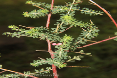 Indigofera aspalathoides